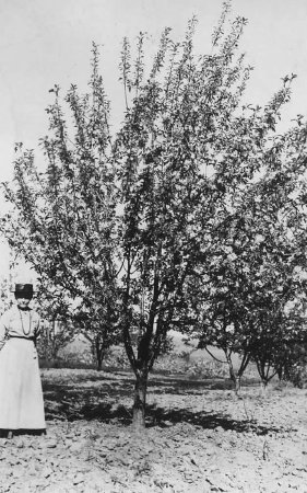 Harris Apple Orchard