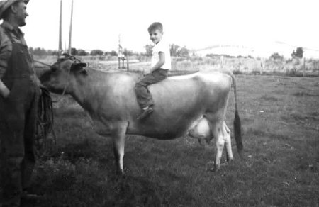 Emery on a cow