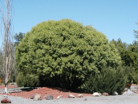 Roe willow tree